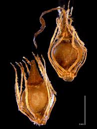 Image result for Eleocharis minuta