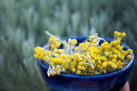 Image result for Helichrysum buchananii