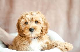 We pair reputable cavachon breeders with you! 4 Best Cavapoo Breeders In Michigan 2021 We Love Doodles