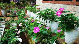 Hal penting lainnya yang perlu diperhatikan sebelum mengatur taman di halaman ada menyiapkan pot. Beragam Susunan Rak Bunga Dan Taman Bunga Teras Rumah Youtube