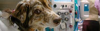 We understand that a pet emergency can happen at. 24 Hour Pet Large Animal Emergency Hospital In Madison Wi Uw Veterinary Care