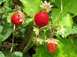 fraise des bois proprietes bienfaits contre indications et recettes