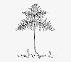 Outline Tree Roots Plant Leaves Bracken Transparent Leaf Roots Transparent Png 459x640 Free Download On Nicepng