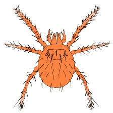 Chiggers are a type of tiny no chiggers can not spread and neither can the rash. Chiggers Taking The Fun Out Of Summer Arklatex In Depth Ktbs Com