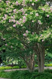 And the planting process is simple. Crape Myrtle Trees Bushes Growing And Care Garden Design