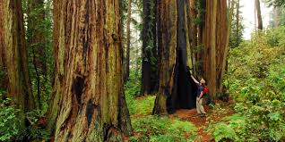 Muir Woods Via Deer Park Fire Road Muir Woods Muir Woods National Monument Best Hikes