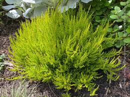 Image result for Calluna vulgaris