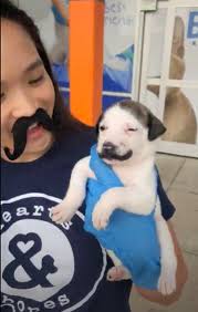 Moustaches have been worn in various styles throughout history. This Shelter Puppy Has The Most Perfect Handlebar Mustache The Dodo