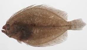 Image result for Pseudobromus