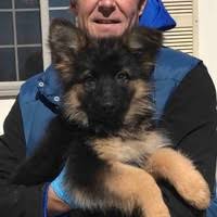 There's still a long process to go through before you can. Regis Regal German Shepherds German Shepherd Breeder Trainer Regis Regal German Shepherds Linkedin
