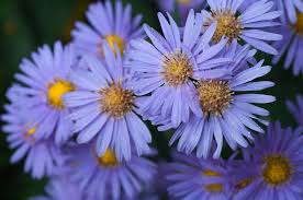 June 11, 2015 leave a comment. Asters Purple Flower Free Photo On Pixabay