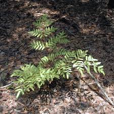 Image result for Osmundaceae