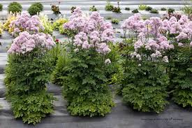Image result for Thalictrum
