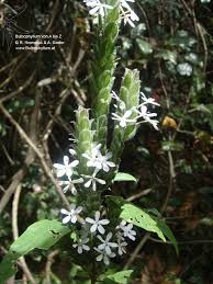 Image result for Lankesteria