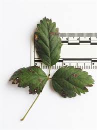 Image result for Rubus pinnatus