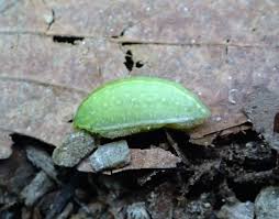 Image result for Apoda limacodes