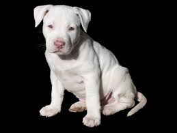 Pit bull puppies can grow to be as tall as 24 inches and weigh as much as 60 pounds. Pit Bull Puppies Everything You Need To Know The Dog People By Rover Com
