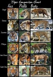 Tiger Comparison Chart Animals Cat Species Tiger Species