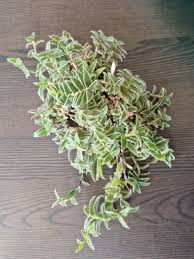 Image result for Cyanotis