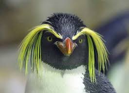 Bird With Crazy Hair Cartoon Pin On Cute Animals