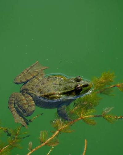 Kurbağa 🐸 göden