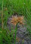Image result for Cyperus denudatus