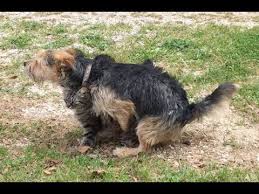 Dargoole cerca e cataloga i video presenti sui più famosi portali di video sharing del web. Accoppiamento Di Un Cane Con Un Gatto Youtube