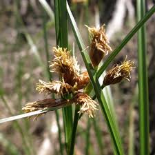 Image result for Bolboschoenus