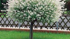 Mit dem richtigen schnitt zur richtigen zeit bleibt die harlekinweide nicht nur schön in form sondern auch lange gesund. Harlekinweide Schneiden Und Vermehren Pflege Tipps