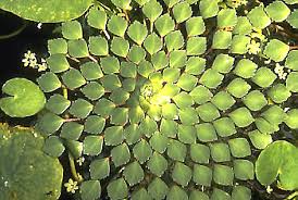 Image result for Trapaceae