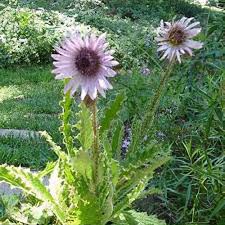 Image result for Berkheya angolensis