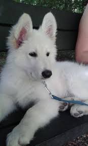 Akita german shepherd mix pup sitting and facing camera wearing white collar and tie. White Swiss Shepherd Samoyed Mix Novocom Top