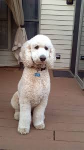 Pin On Dogs