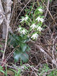Image result for Bonatea antennifera
