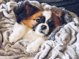 Is the malchi the right breed for you? What You Need To Know About The Shih Tzu Chihuahua Mix K9 Web