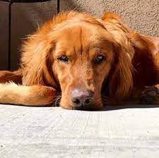 A kind, pleasing dog known for its stellar sensing abilities, golden retriever puppies carry a special sense of aura when they move. Golden Retriever Rescue Of The Rockies Grrr Colorado