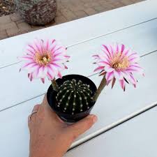 Check spelling or type a new query. This Rainbow Burst Bloom Is A Bright Four Arrows Garden Facebook