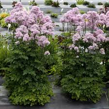 Meadow rue is a plant that will make a welcome addition to any garden. Thalictrum Aquilegifolium Nimbus Pink Meadow Rue Paramount Nursery Inc