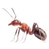 Best natural pest control option: Best Pest Control Services In Dehradun Uttarakhand Termokil