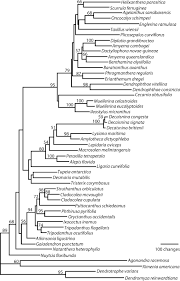 Image result for Agelanthus sansibarensis