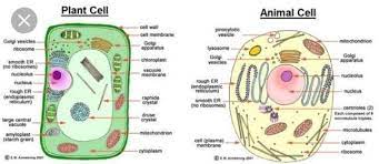 Maybe you would like to learn more about one of these? Draw A Diagram Of Plant Cell And Animal Cell Brainly In