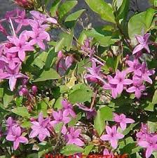 Image result for Eranthemum laxiflorum