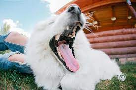 Dog Dental Care How Many Teeth Do Dogs Have