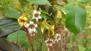 Image result for Strophanthus eminii
