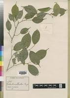 Image result for Leptaulus