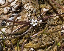 Image result for Limosella