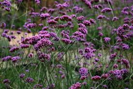 Verbena (/vərˈbiːnə/, vervain) is a genus in the family verbenaceae. Is Verbena Poisonous To Dogs Healthy Homemade Dog Treats