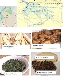 Image result for Bridelia duvigneaudii