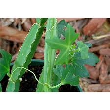 Image result for Duosperma quadrangulare
