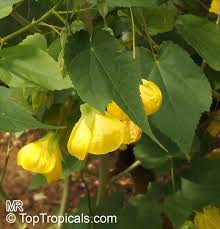 Image result for Abutilon sp.no.1